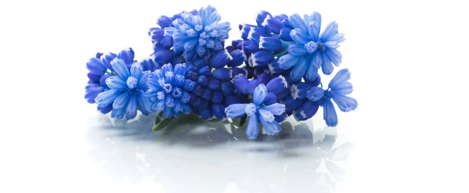 Cooperation with florists